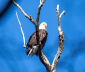 2016 11 21 RedWingEagles 014